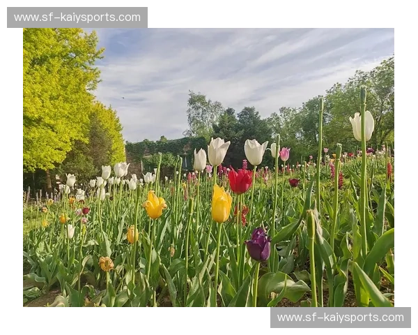 斗牛士的红与郁金香的橙：在绿茵与岁月中，那一曲永不落幕的欧洲狂想